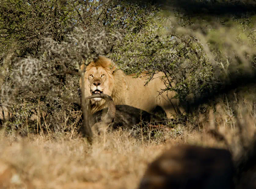 Os safáris do majestoso Parque Nacional Kruger