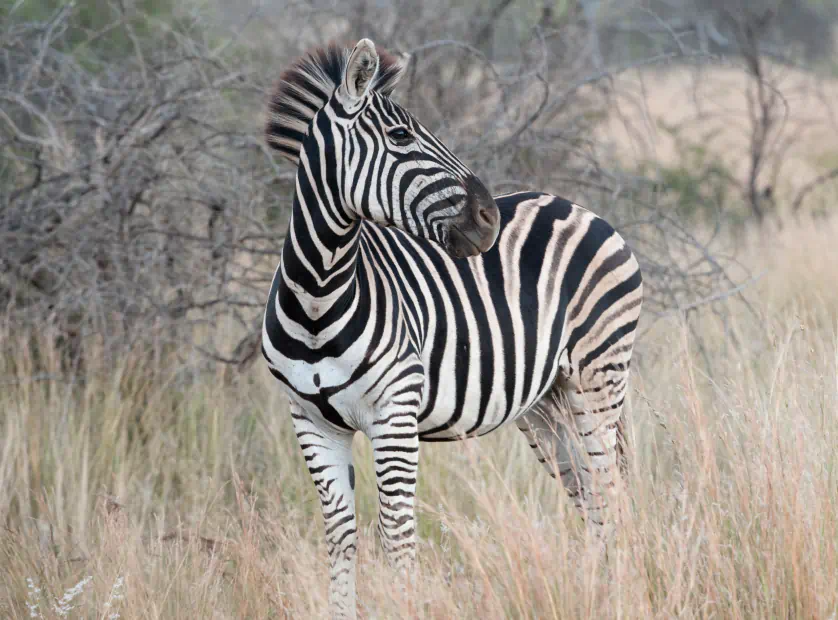 A vida selvagem do Parque Nacional Pilanesberg